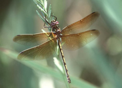 Gekielte Smaragdlibelle (Oxygastra curtisii)