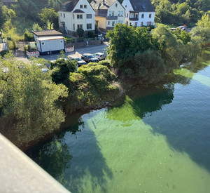 Blaualgen färben das Moselwasser grün.
