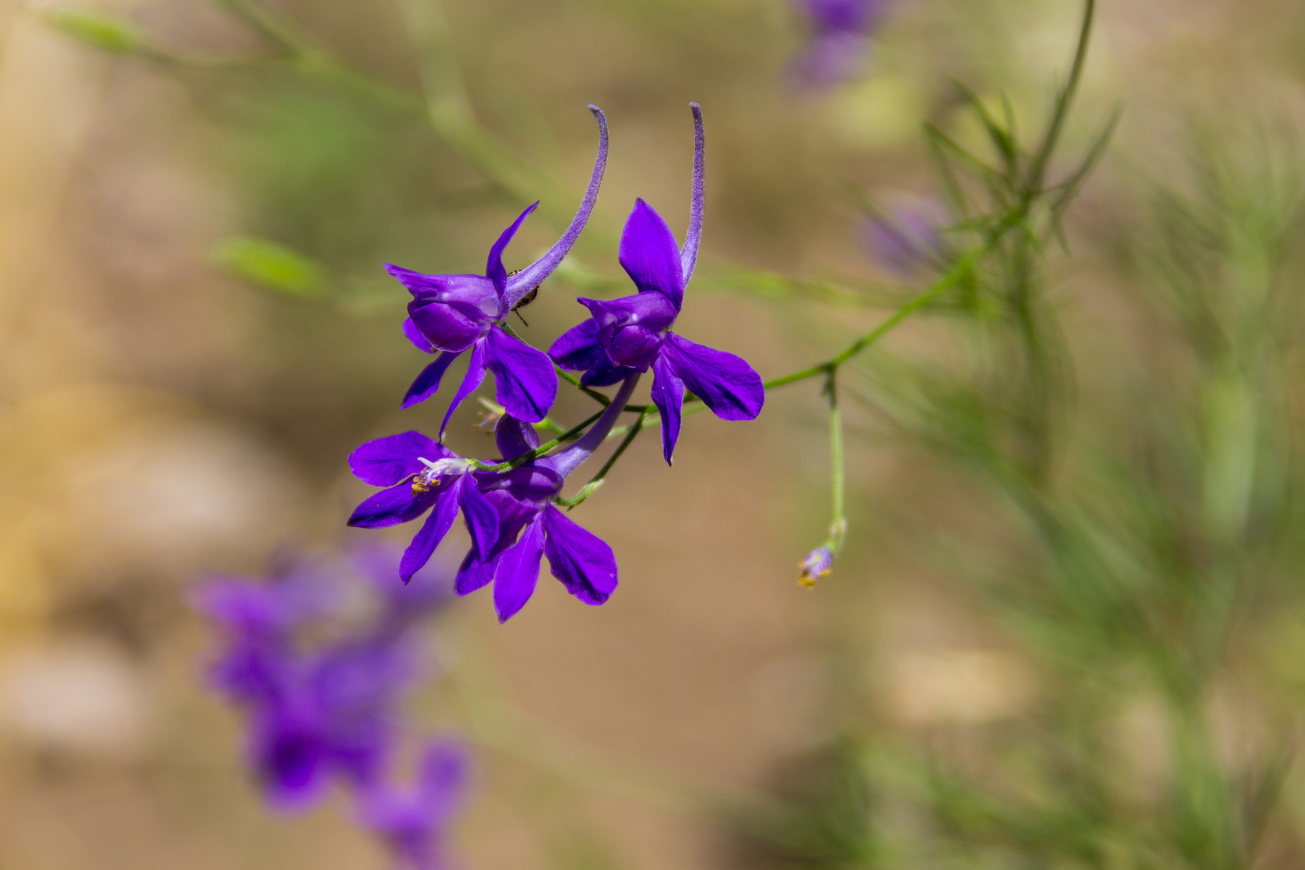 Die Blüten des Feldrittersporns sind blau-violett.