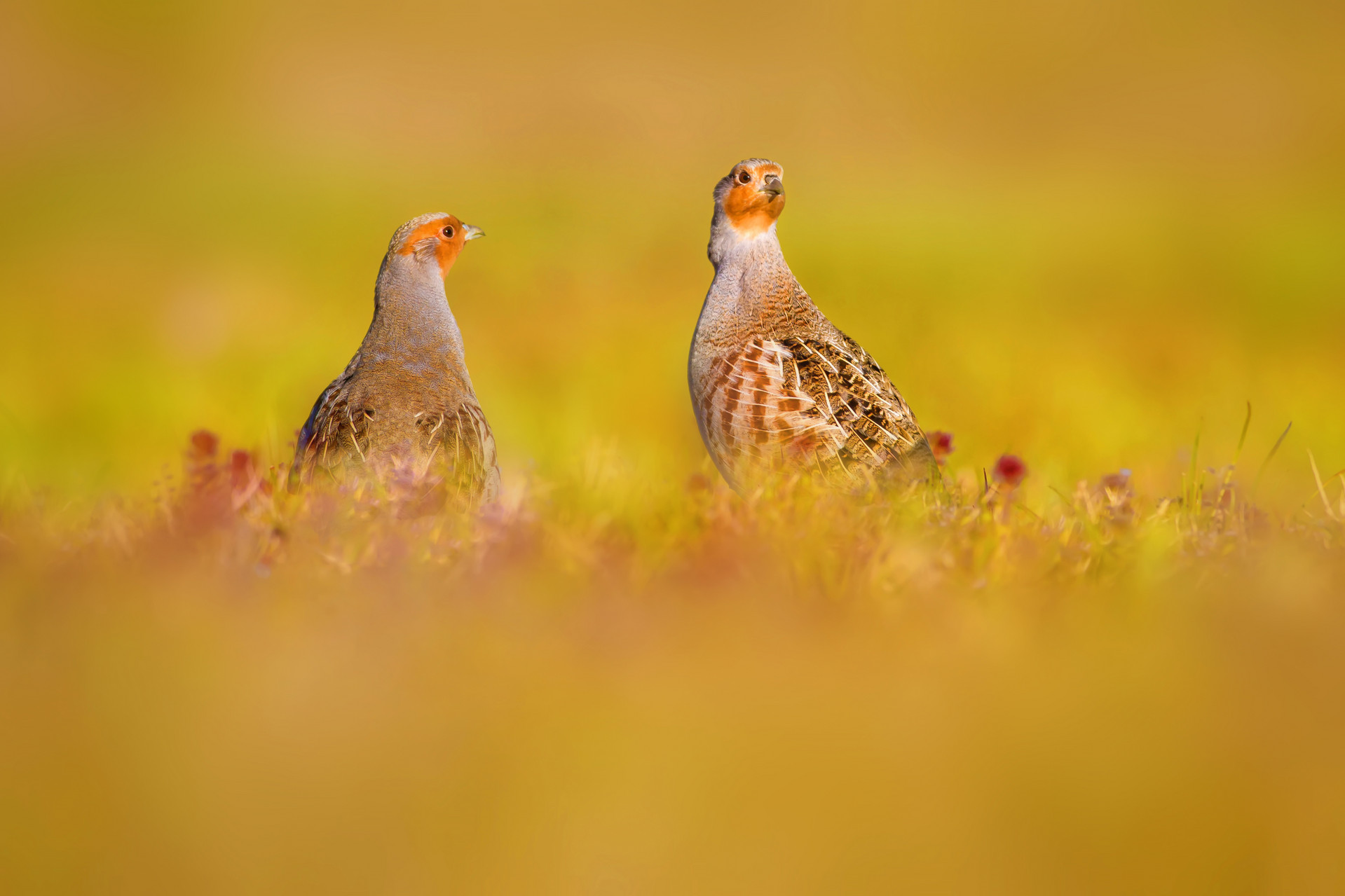 Zwei Rebhühner auf einer Wiese
