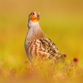 AdobeStock_iwcbGT.jpg Zwei Rebhühner auf einer Wiese