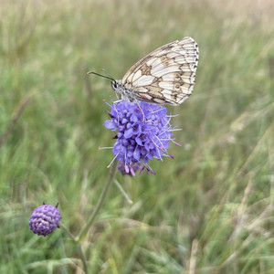 Schmetterling sitzt auf lila Blüte