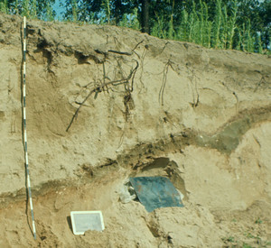 Tephraband im Flugsand bei Mainz