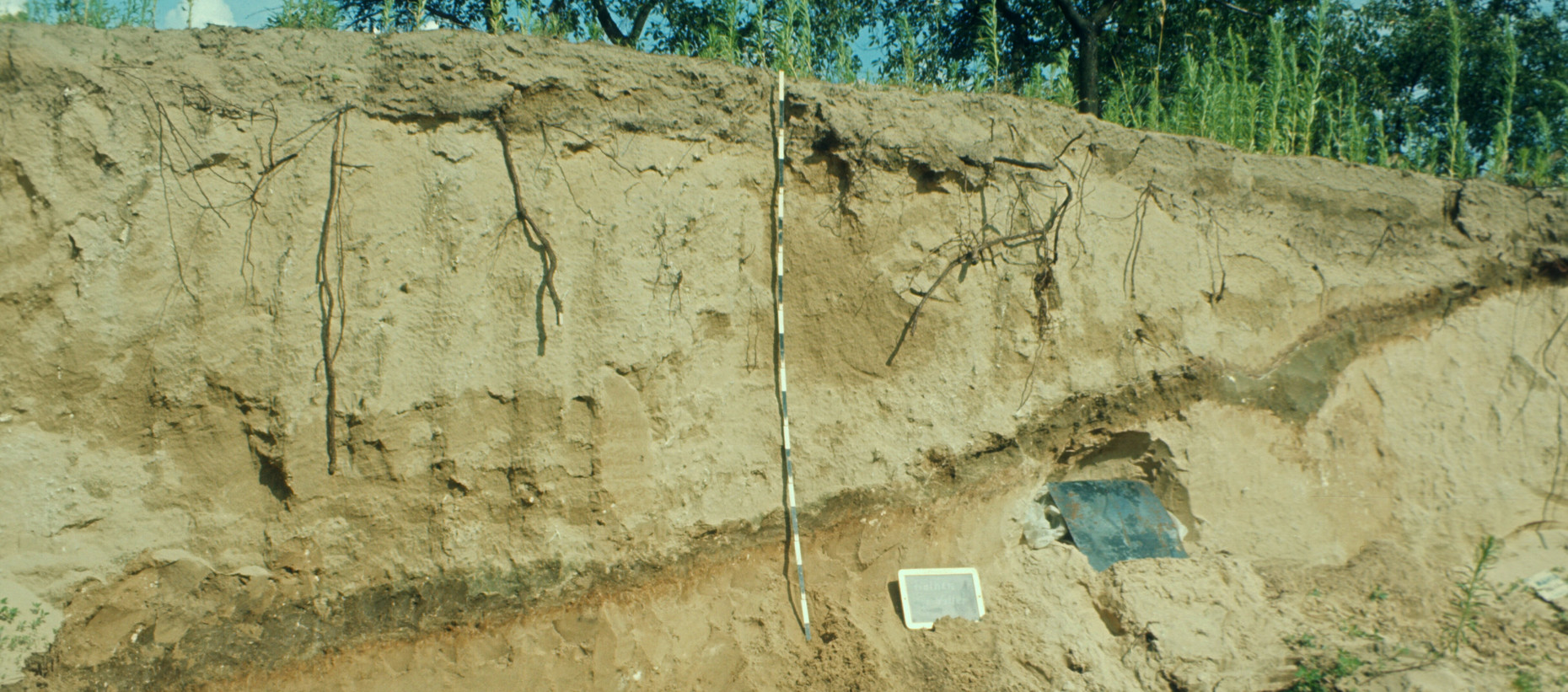 Tephraband im Flugsand bei Mainz