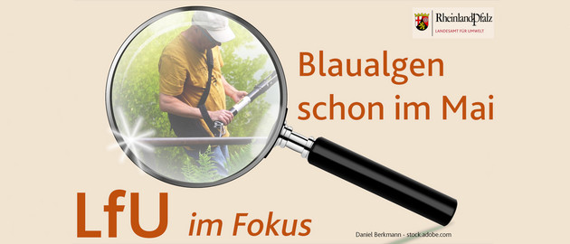 Blaualgen bereits im Mai
