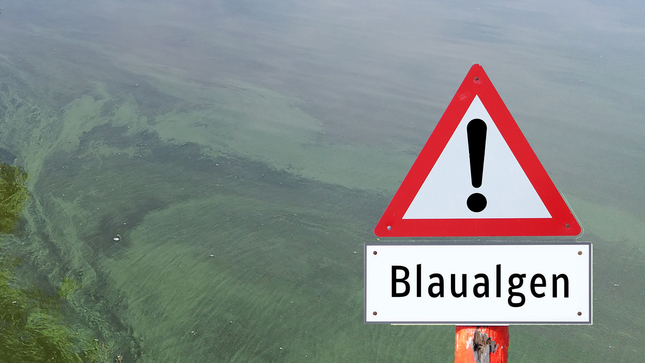 Symbolbild Blaualgen