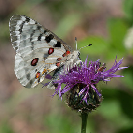 Apollofalter sitzt mit geschlossenen Flügeln auf einer Blüte