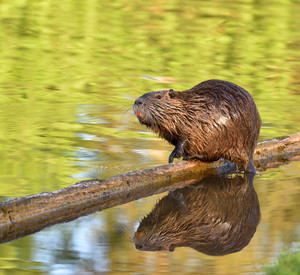 Nutria auf einem Baumstamm im Wasser