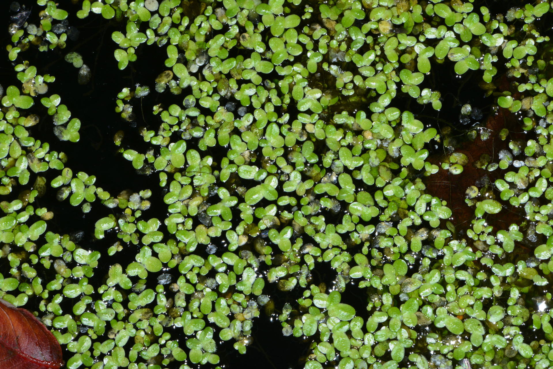 Nahaufnahme Kleine Wasserlinse