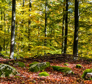 Waldlichtung im Sonnenschein