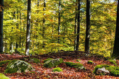 Waldlichtung im Sonnenschein