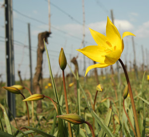 blühende Wildtulpe auf einer Wiese