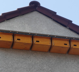 Nistkästen für Mauersegler