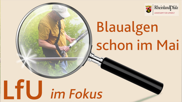 Blaualgen bereits im Mai