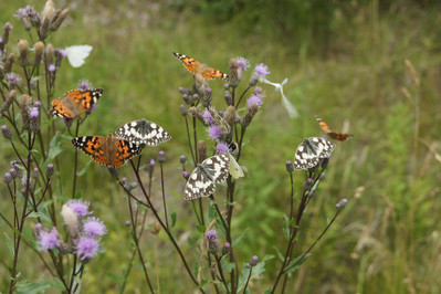 Schmetterlinge auf einer Blumenwiese