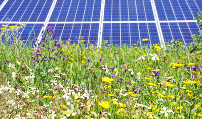 Photovoltaik-Module auf artenreicher Wiese