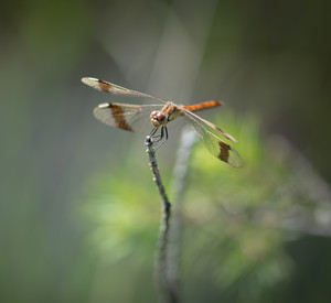 Libelle auf einem Zweig