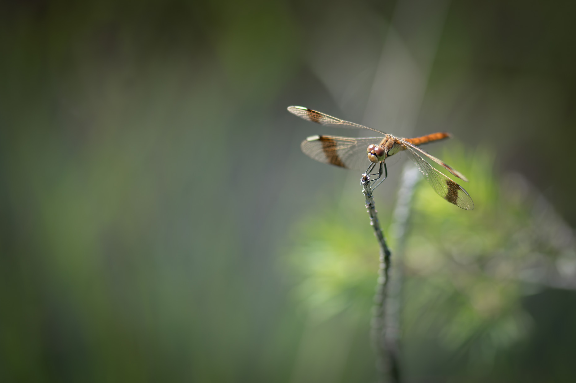 Libelle auf einem Zweig
