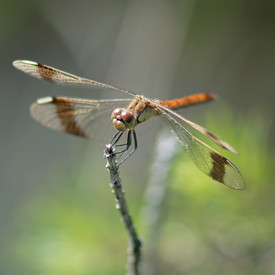 Libelle auf einem Zweig