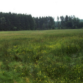 Soonwald bei Kallweiler
