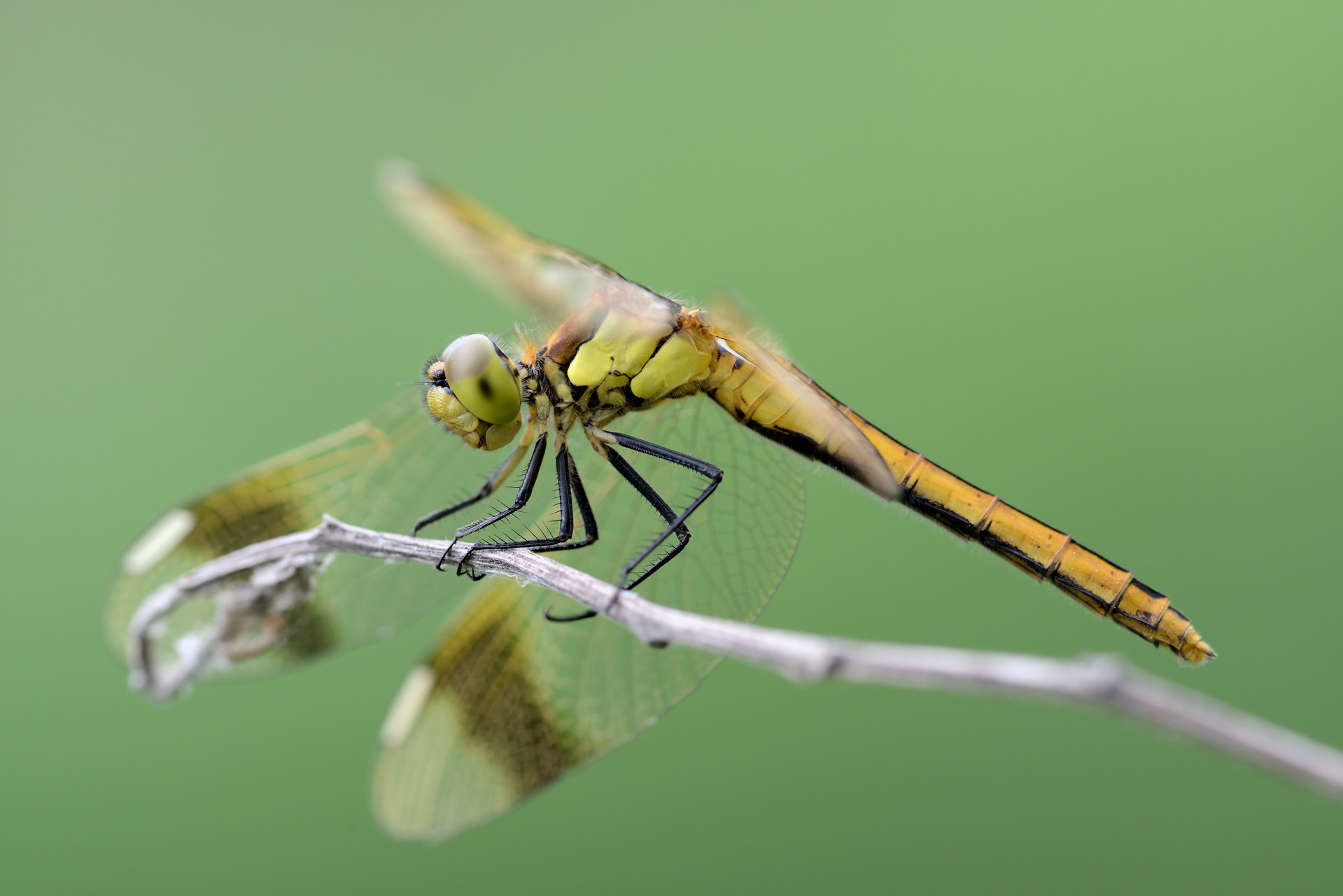 Libelle auf einem Ästchen