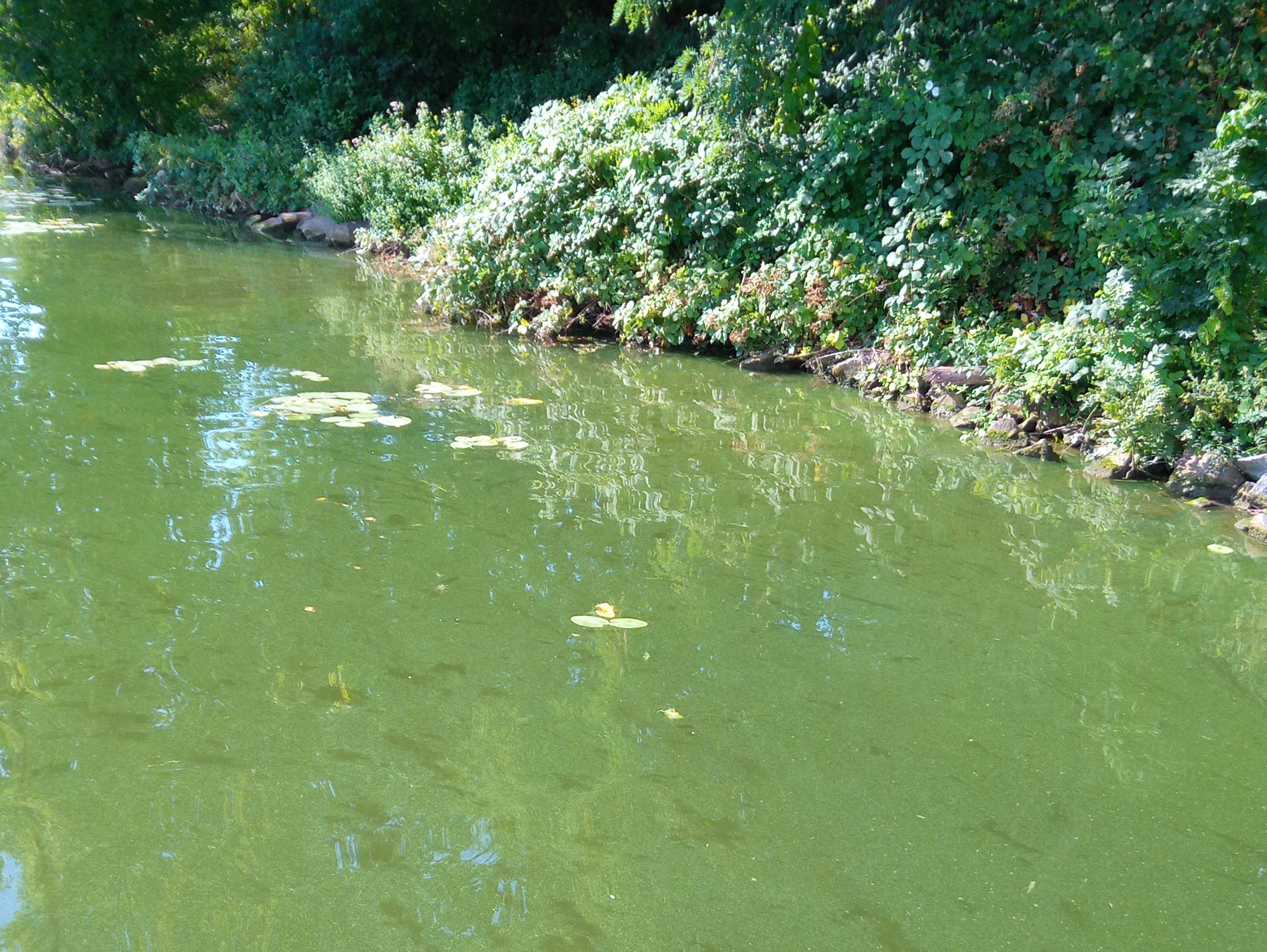 Grüne Blaualgen-Schlieren im Uferbereich