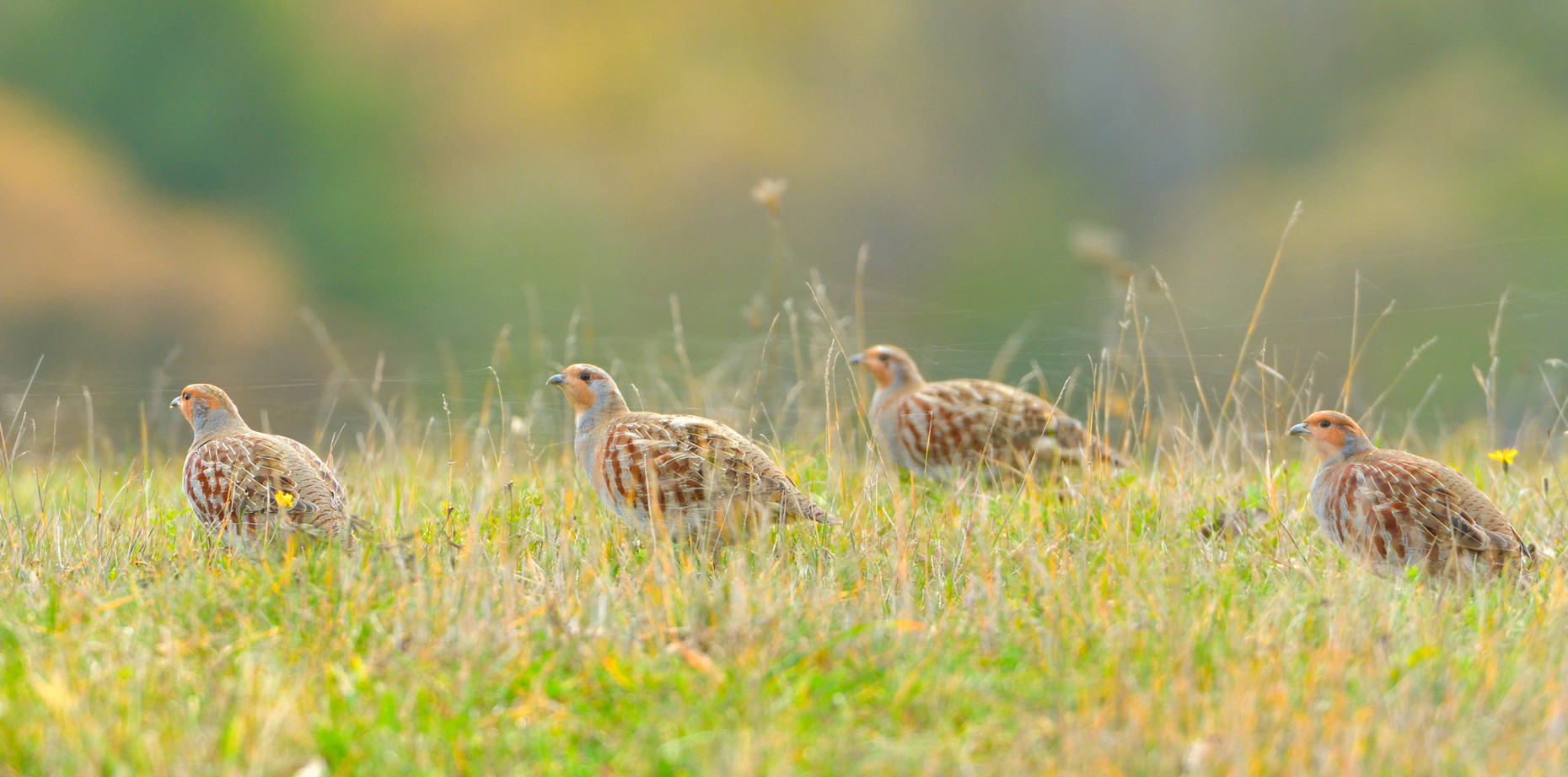 Rebhühner auf einer Wiese