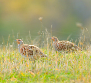 Grey Partridge (Perdix perdix) Rebhühner auf einer Wiese