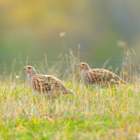 Intensive Landwirtschaft setzt dem Rebhuhn zu Intensive Landwirtschaft setzt dem Rebhuhn zu