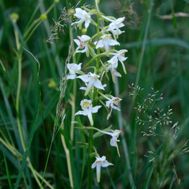 Orchidee mit weißen Blüten auf einer Wiese