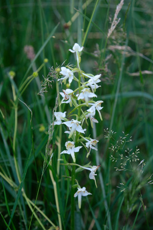 Orchidee mit weißen Blüten auf einer Wiese