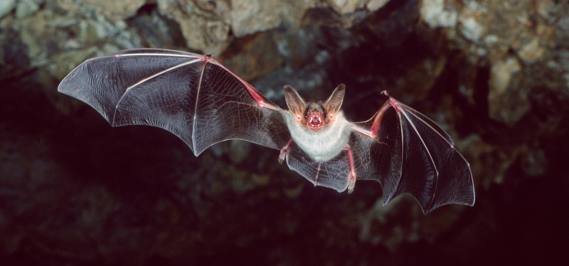 Fliegende Fledermaus in einer Höhel
