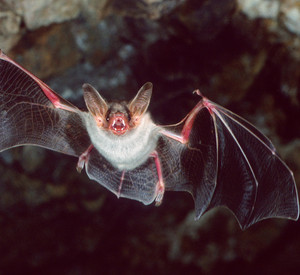 Fliegende Fledermaus in einer Höhel