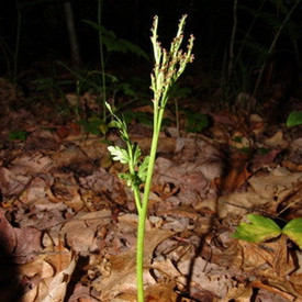 Ästige Mondraute (Botrychium matricariifolium)