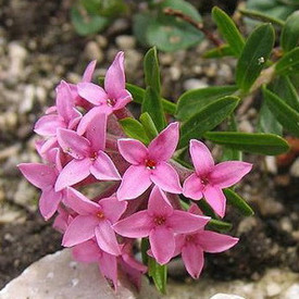 Rosmarinseidelbast (Daphne cneorum)