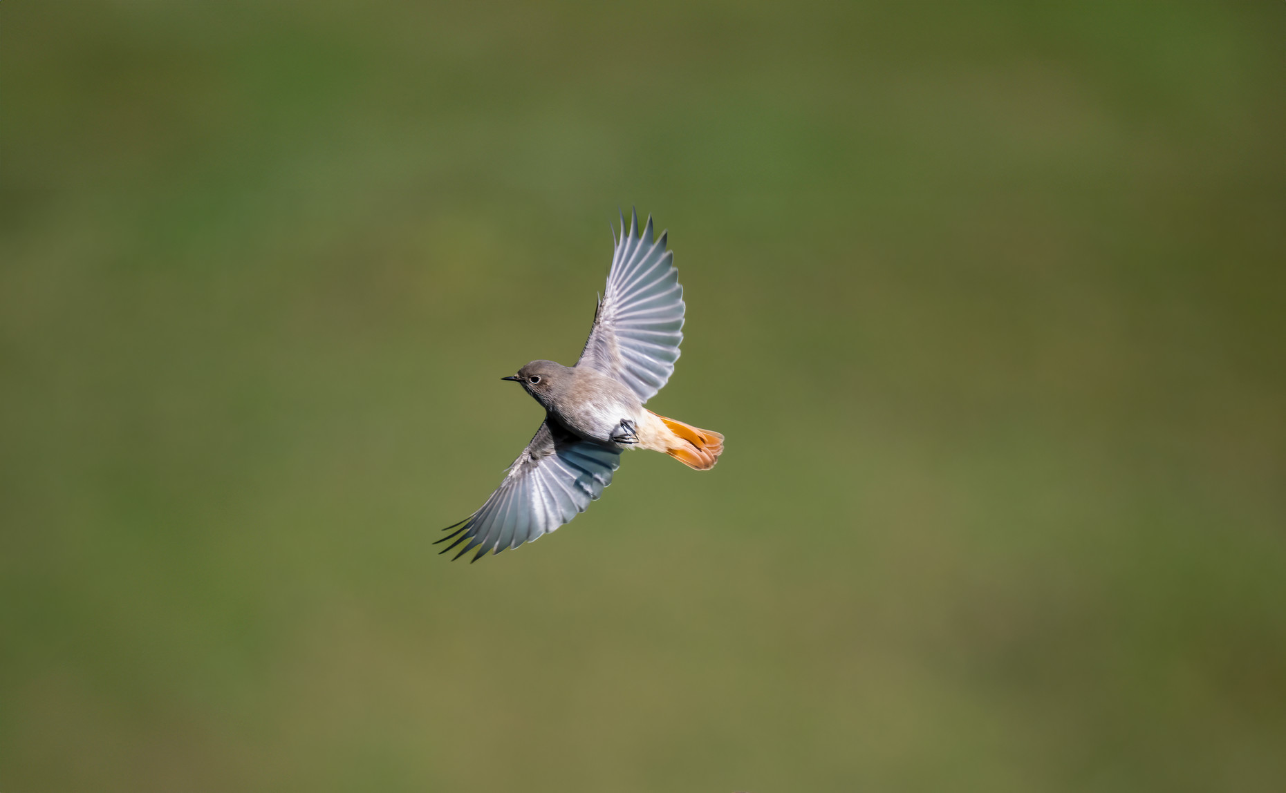 Hausotschwanz im Flug