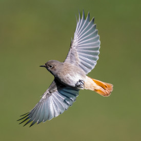 Hausotschwanz im Flug