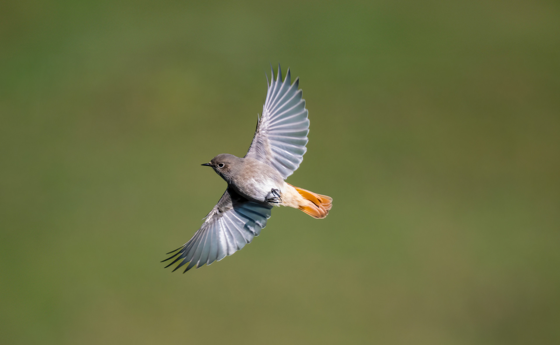 Hausotschwanz im Flug