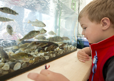 Kind betrachtet Aquarium
