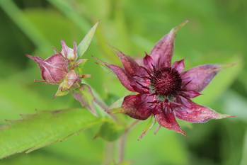 Blüte des Sumpf-Blutauges