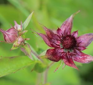 Blüte des Sumpf-Blutauges