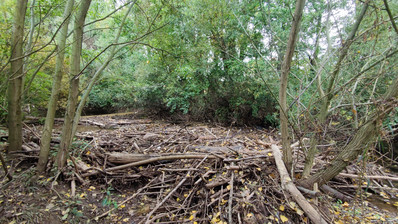 Totholz an der Pfrimm