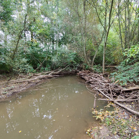Totholz am Rand eines Baches im Wald