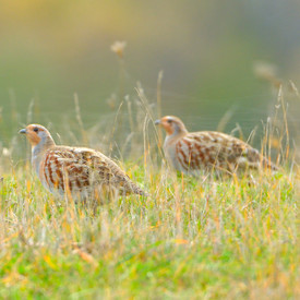 Rebhühner auf einer Wiese