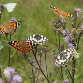 Schmetterlinge auf einer Blumenwiese