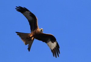 Fliegender Rotmilan vor blauem Himmel