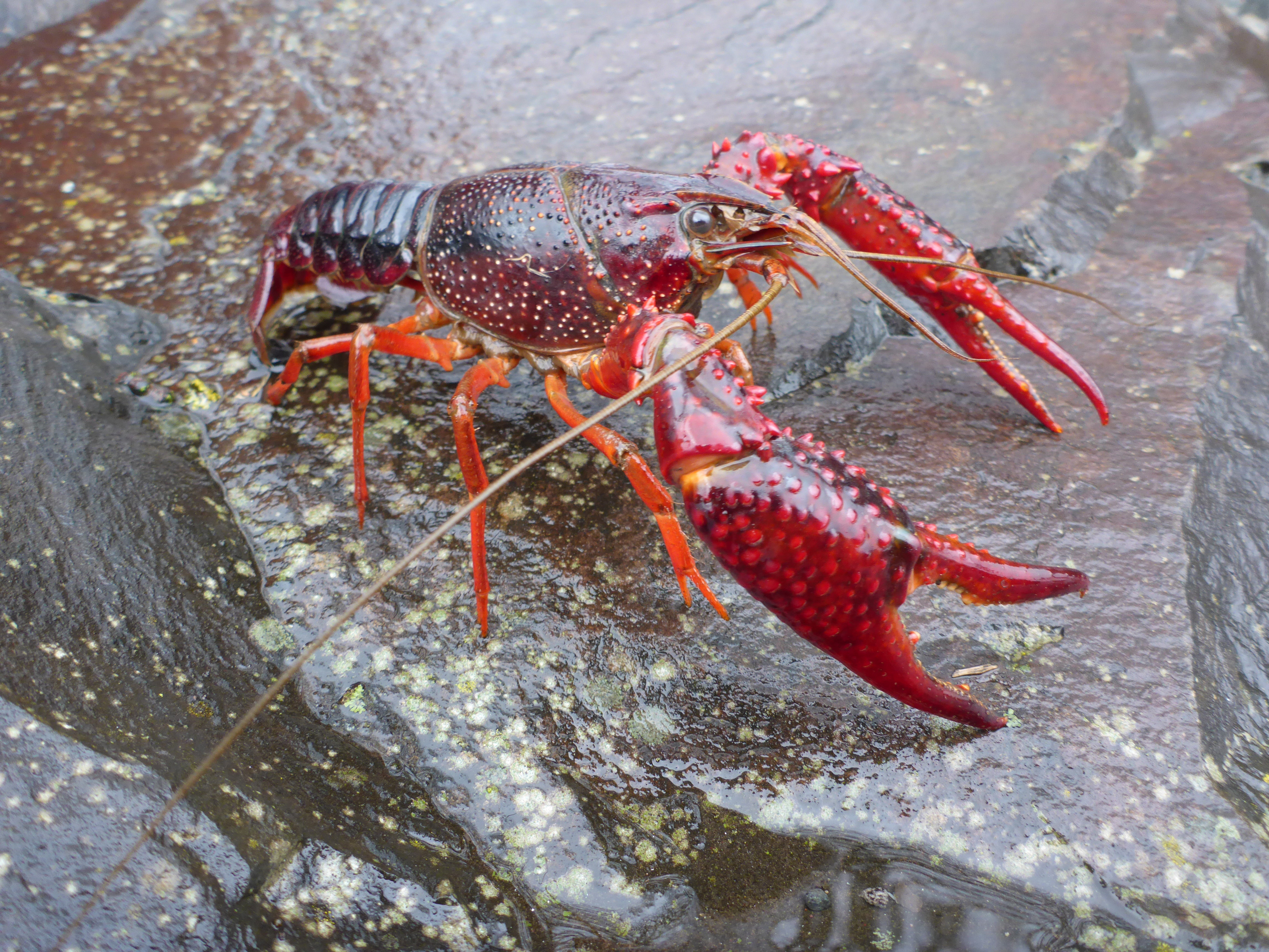 Roter Sumpfkrebs (Procambarus clarkii)