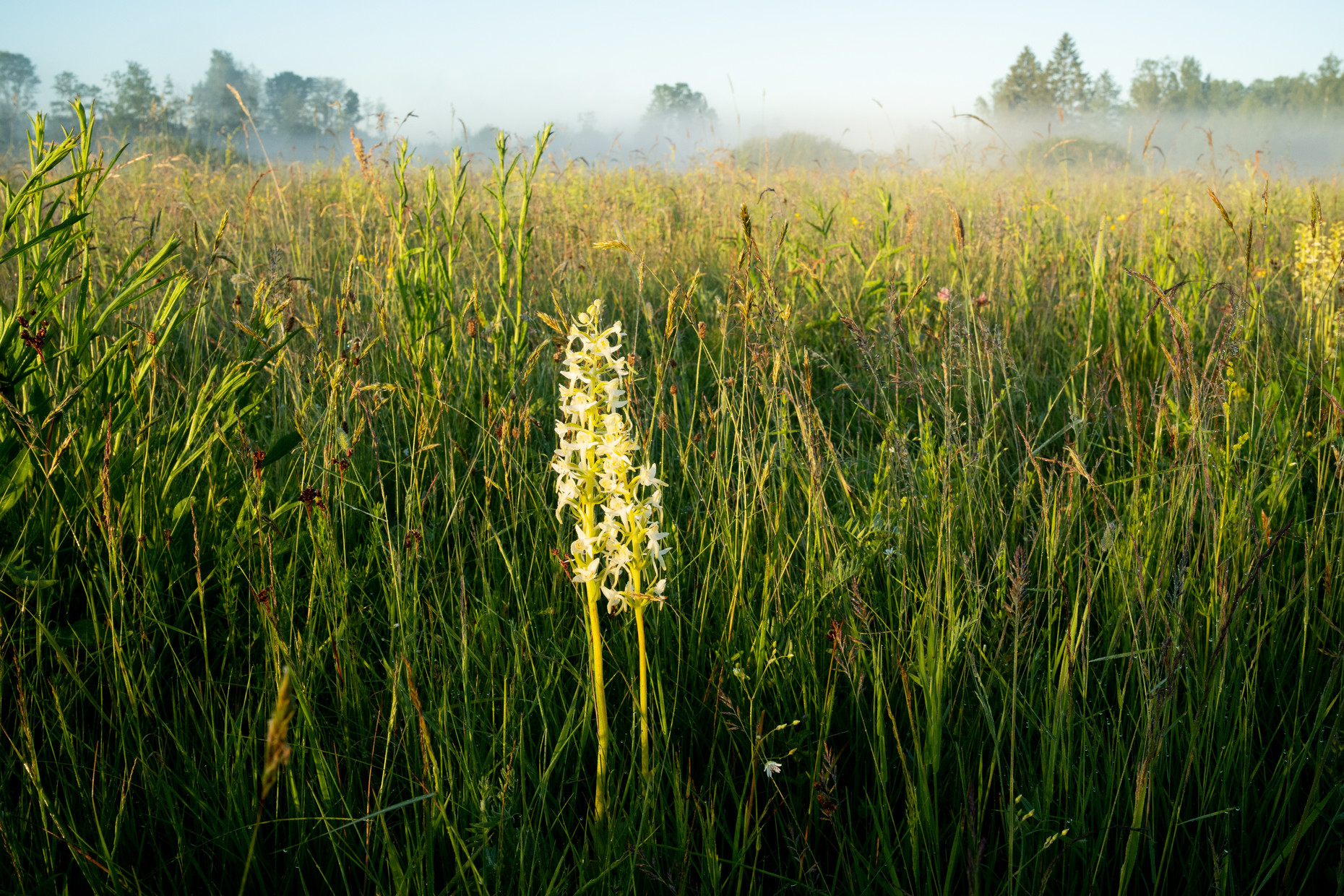 Blühende Orchidee am Wiesenrand