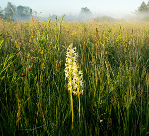 Blühende Orchidee am Wiesenrand