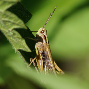 Heuschrecke auf einem Blatt